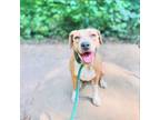 Adopt Liza a Rhodesian Ridgeback, Coonhound