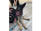 Adopt Agatha a German Shepherd Dog