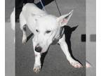 Bull Terrier Mix DOG FOR ADOPTION RGADN-1087762 - Axel - Bull Terrier / Mixed