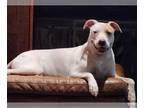 Catahoula Leopard Dog Mix DOG FOR ADOPTION RGADN-1090670 - Tillie - Catahoula