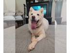 Huskies Mix DOG FOR ADOPTION RGADN-1091255 - Tatum - Husky / Mixed (long coat)