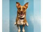 Shiba Inu Mix DOG FOR ADOPTION RGADN-1092043 - Dior - Shiba Inu / Mixed Dog For