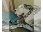 Great Dane DOG FOR ADOPTION RGADN-1092704 - Dakota - Great Dane Dog For Adoption