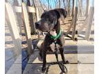 Beagle Mix DOG FOR ADOPTION RGADN-1093308 - Max - Beagle / Terrier / Mixed