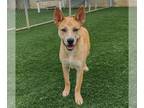 Akita Mix DOG FOR ADOPTION RGADN-1094740 - Miss Josey Joe - In Foster Care -