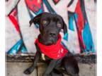Mastiff Mix DOG FOR ADOPTION RGADN-1095610 - Nala - Mastiff / Mixed Dog For