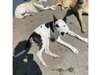 Adopt Calista a Pit Bull Terrier
