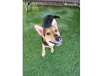Adopt Zella a Australian Kelpie, Australian Shepherd