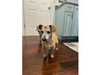 Adopt Sunshine a Dachshund