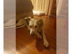 German Shepherd Dog Mix DOG FOR ADOPTION RGADN-1263688 - Boxie - German Shepherd