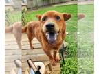 Chow Chow Mix DOG FOR ADOPTION RGADN-1263689 - YOGIE - Chow Chow / Mixed (medium
