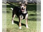 Border Collie-Rhodesian Ridgeback Mix DOG FOR ADOPTION RGADN-1263690 - Xena -