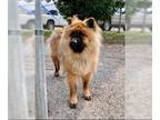 Chow Chow DOG FOR ADOPTION RGADN-1263694 - Chucky - Chow Chow (long coat) Dog