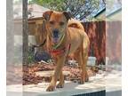 Chinese Shar-Pei-Labrador Retriever Mix DOG FOR ADOPTION RGADN-1263696 - SORRELL