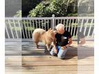 Chow Chow DOG FOR ADOPTION RGADN-1263698 - MAX - Chow Chow (long coat) Dog For