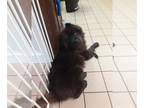 Chow Chow DOG FOR ADOPTION RGADN-1263704 - HARLEY - Chow Chow (long coat) Dog
