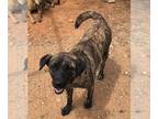 Anatolian Shepherd DOG FOR ADOPTION RGADN-1263707 - TURKA - Anatolian Shepherd
