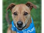 Labrador Retriever-Mountain Cur Mix DOG FOR ADOPTION RGADN-1263712 - Roo -