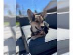 Pembroke Welsh Corgi Mix DOG FOR ADOPTION RGADN-1263725 - Ross - Corgi /