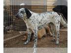 Dalmatian-Labrador Retriever Mix DOG FOR ADOPTION RGADN-1263727 - BANDITO -