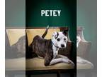 American Pit Bull Terrier Mix DOG FOR ADOPTION RGADN-1263739 - Petey - Pit Bull