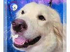 Great Pyrenees DOG FOR ADOPTION RGADN-1263751 - Gaga - Great Pyrenees (long