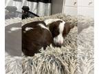 Australian Shepherd-Brittany Mix DOG FOR ADOPTION RGADN-1263771 - UT/Mallory -