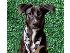 Adopt Rosie a Mixed Breed