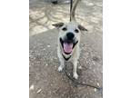 Adopt BUZZ a Labrador Retriever, Pit Bull Terrier
