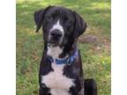 Adopt Falcon a Mixed Breed