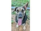 Adopt OBI WAN a German Shepherd Dog, Dachshund