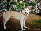 Adopt LUPIN a Mixed Breed