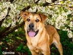 Adopt CARMINE a Mixed Breed