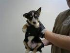 Adopt LEO a Siberian Husky, Mixed Breed