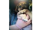 Adopt Bingo a Mixed Breed