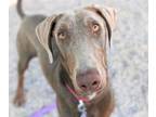 Adopt BUZZ* a Doberman Pinscher