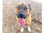 Adopt GABO* a Labrador Retriever, Mastiff
