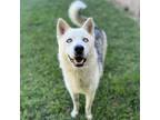 Adopt ROSCO a Siberian Husky