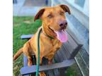 Adopt MAGNUS a Labrador Retriever, Golden Retriever