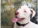 Adopt Linus a Catahoula Leopard Dog