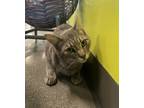Adopt GRIS GRIS a Domestic Short Hair