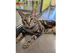 Adopt MON AMI a Domestic Short Hair
