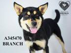 Adopt BRANCH a Shiba Inu