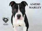 Adopt MARLEY a Pit Bull Terrier