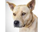 Adopt Jocko a Pit Bull Terrier, Labrador Retriever