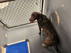 Adopt ZIM a Catahoula Leopard Dog, Mixed Breed