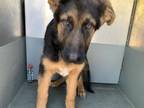 Adopt CHARLIE a German Shepherd Dog