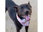 Adopt BUBBA FOX a Australian Cattle Dog / Blue Heeler, Mixed Breed
