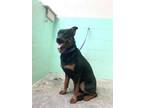 Adopt BEUREGARD a Rottweiler, Mixed Breed