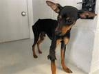 Adopt STILTS a Miniature Pinscher